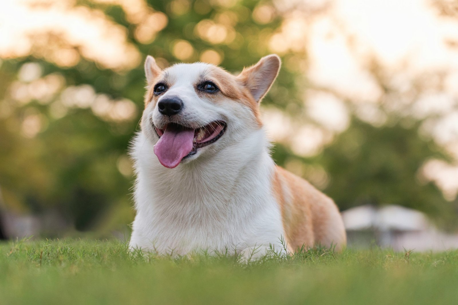 cane anziano sano e attivo grazie a una dieta equilibrata