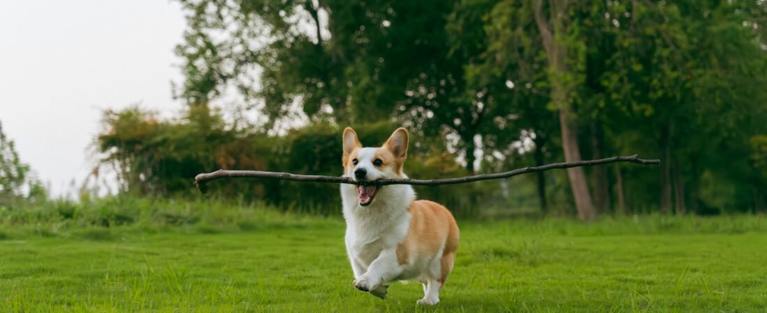 Omega 3 per cani: benefici, dosaggio, i migliori prodotti