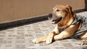 Cane che Zoppica: 8 Cause, Cosa Controllare e Quando Preoccuparsi (2026) | SaluteCane