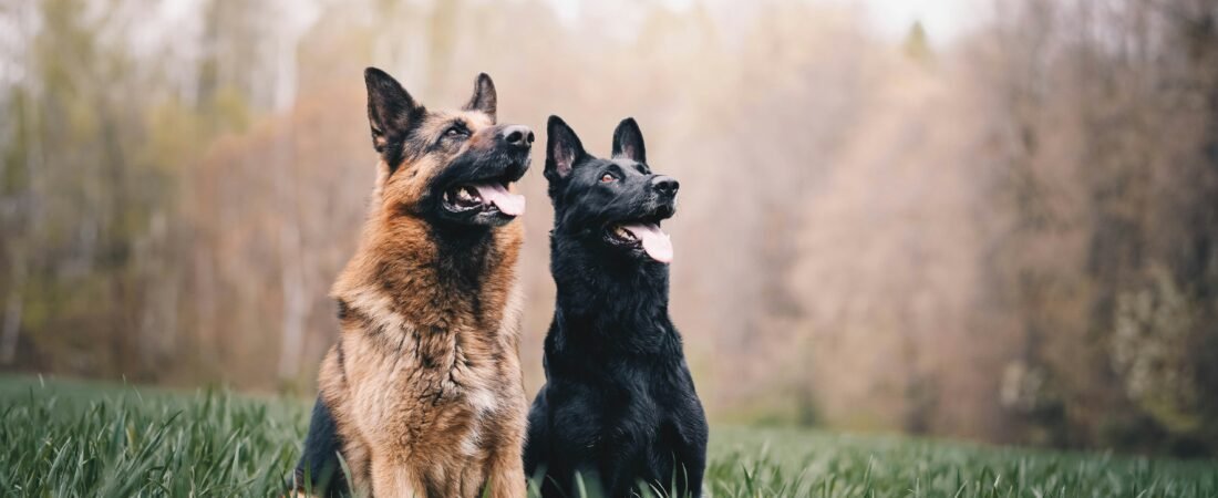 Displasia Anca Cane: Guida Definitiva a Sintomi, Cause e Prevenzione 2026.