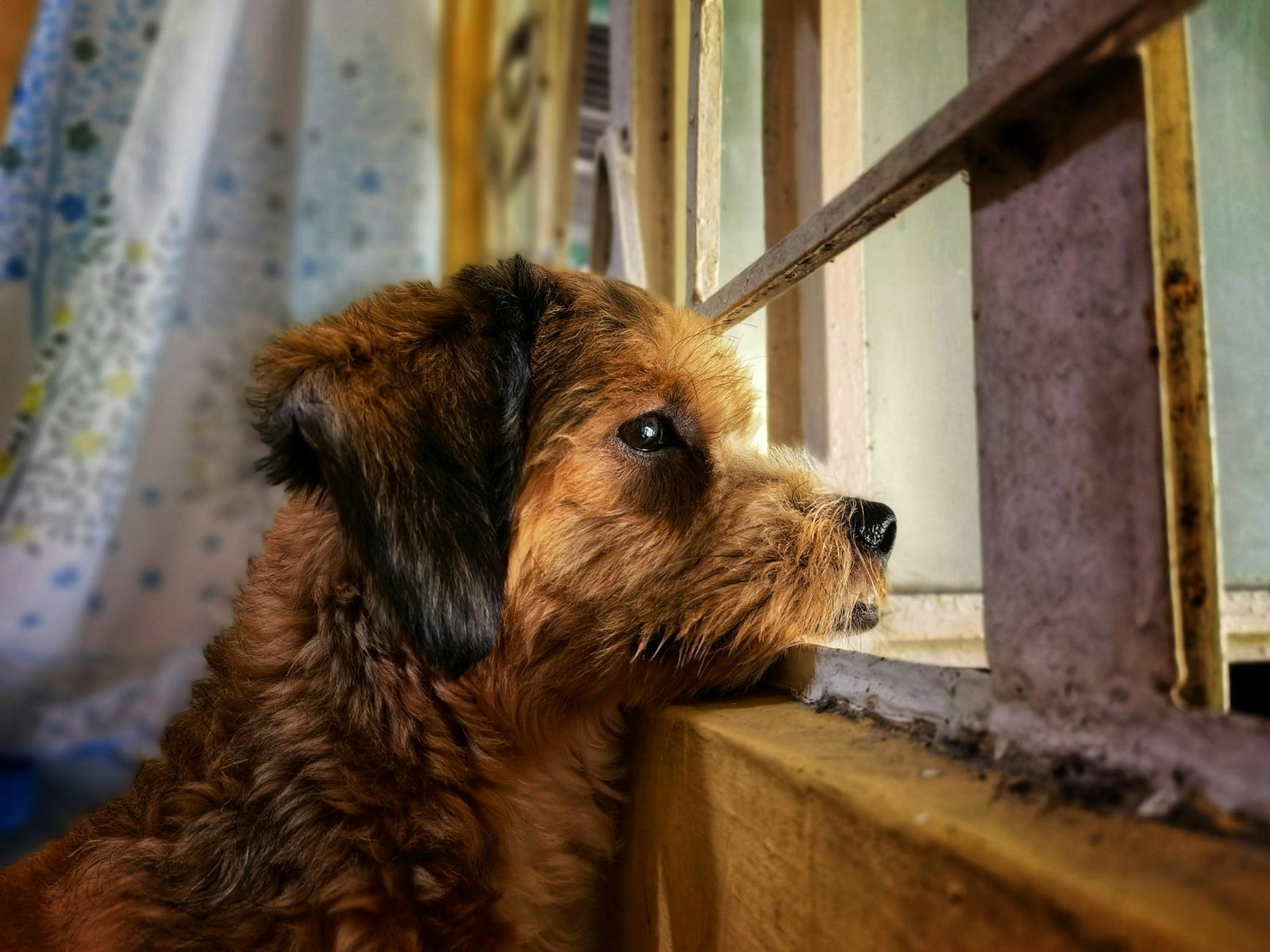 ansia da separazione cane