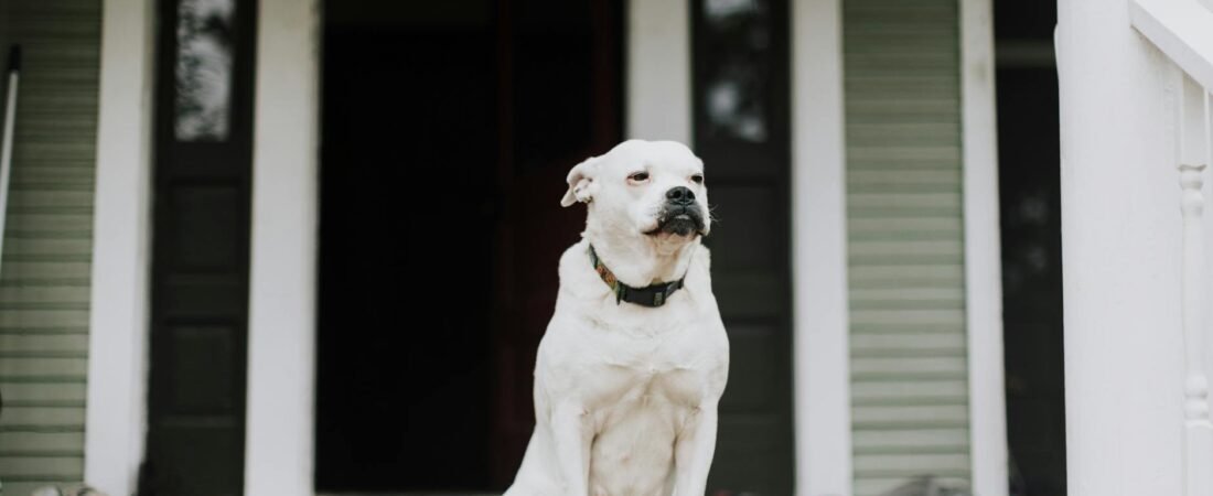 Ansia da separazione nel cane: sintomi, cause e cosa fare