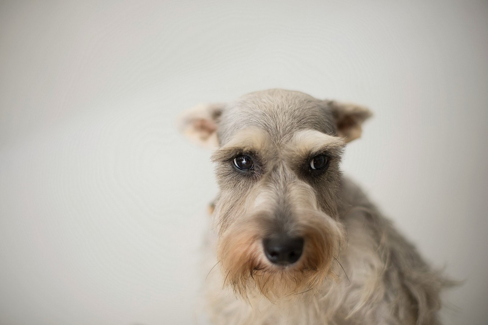 cane ansioso con sguardo preoccupato ansia nel cane