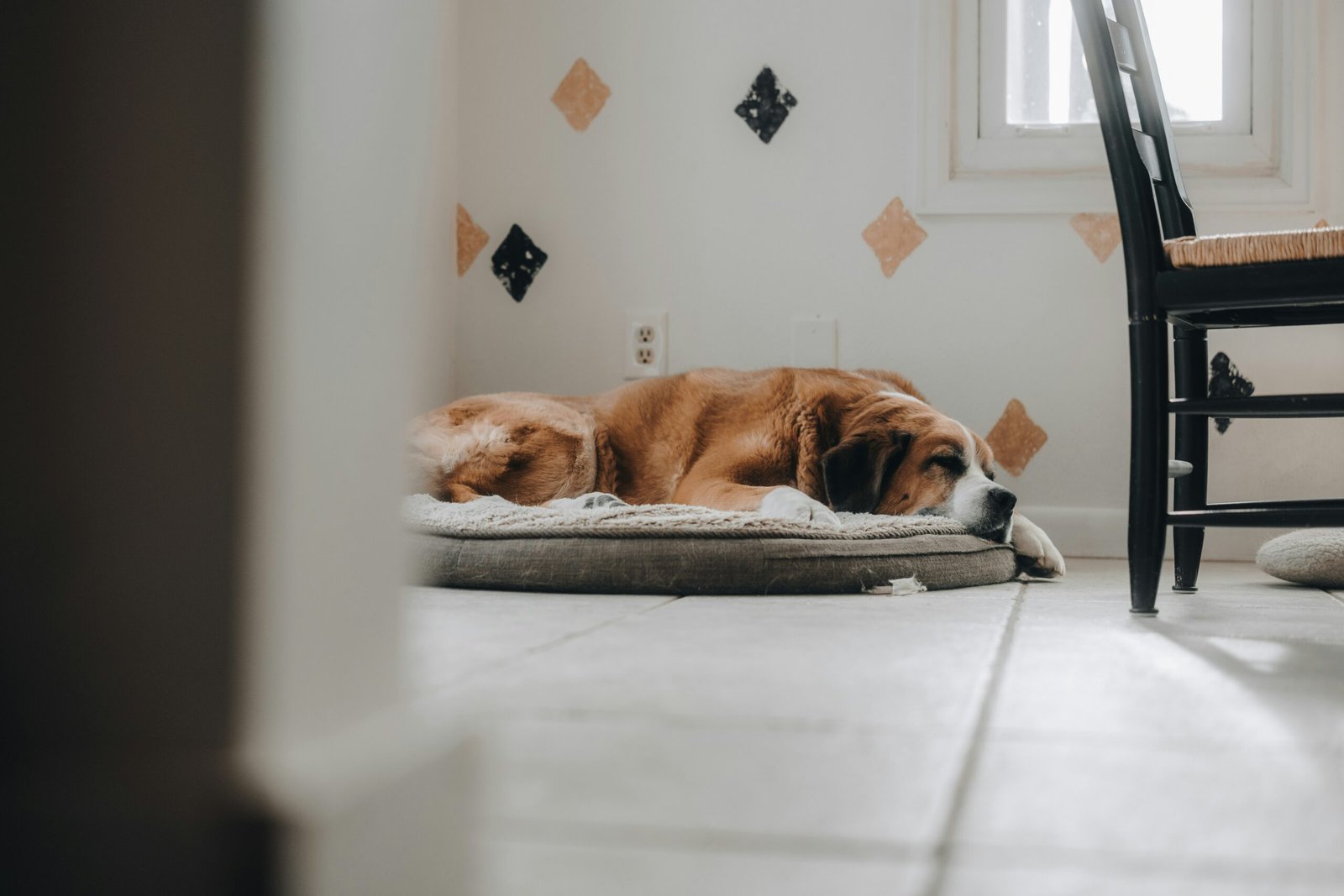 cane rilassato e sereno che dorme gestione ansia nel cane