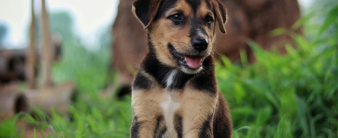 Migliori antiparassitari per cani 2026: classifica e guida alla scelta