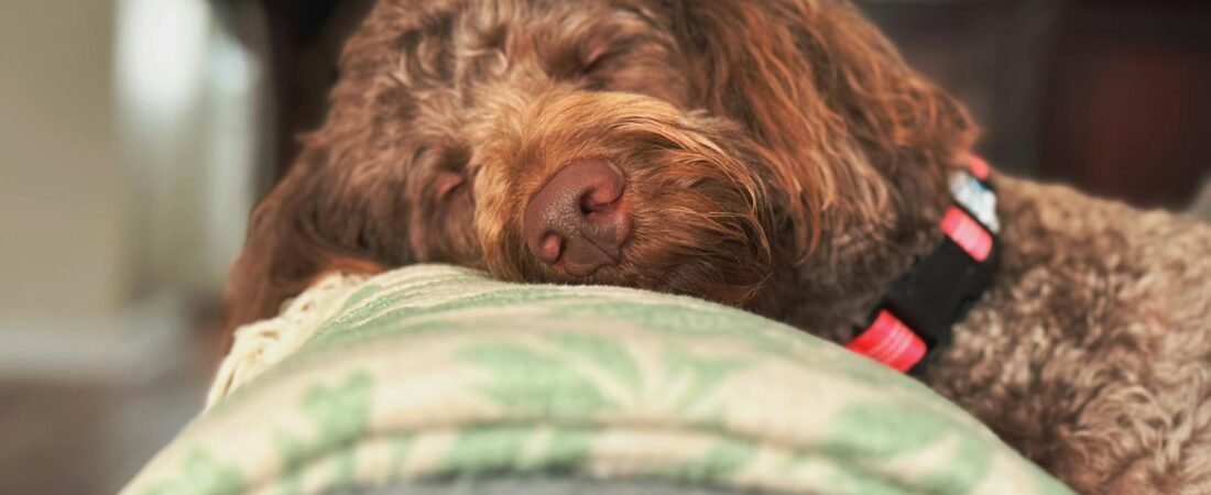 Cane anziano che dorme molto: normale o segnale da capire?