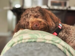 Cane anziano che dorme molto: normale o segnale da capire?
