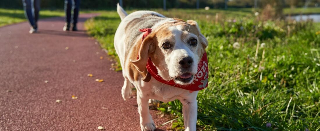 Artrite nel Cane: Sintomi, Cause e Rimedi — Guida Essenziale 2026