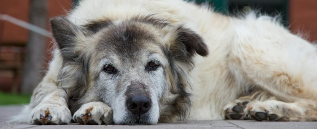 Artrosi nel cane: sintomi, cause e come gestire il dolore articolare