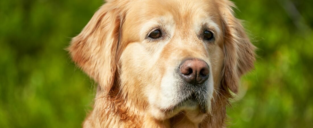 Alimentazione Cane Anziano: 5 Regole Pratiche e Errori da Evitare