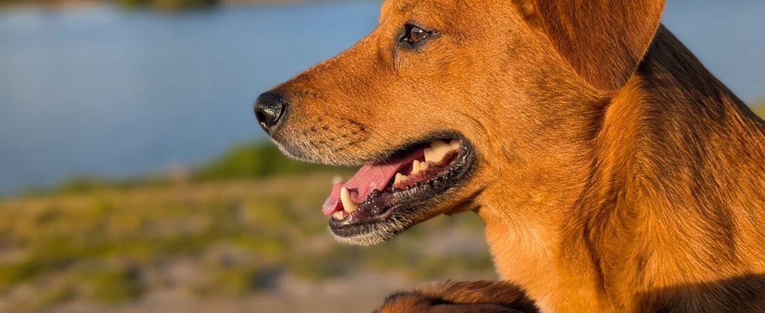 Migliori Probiotici per Cani: Confronto 2026