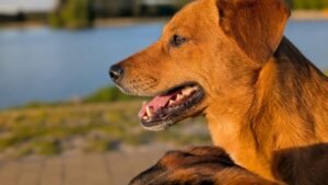 Migliori Probiotici per Cani: Confronto 2026