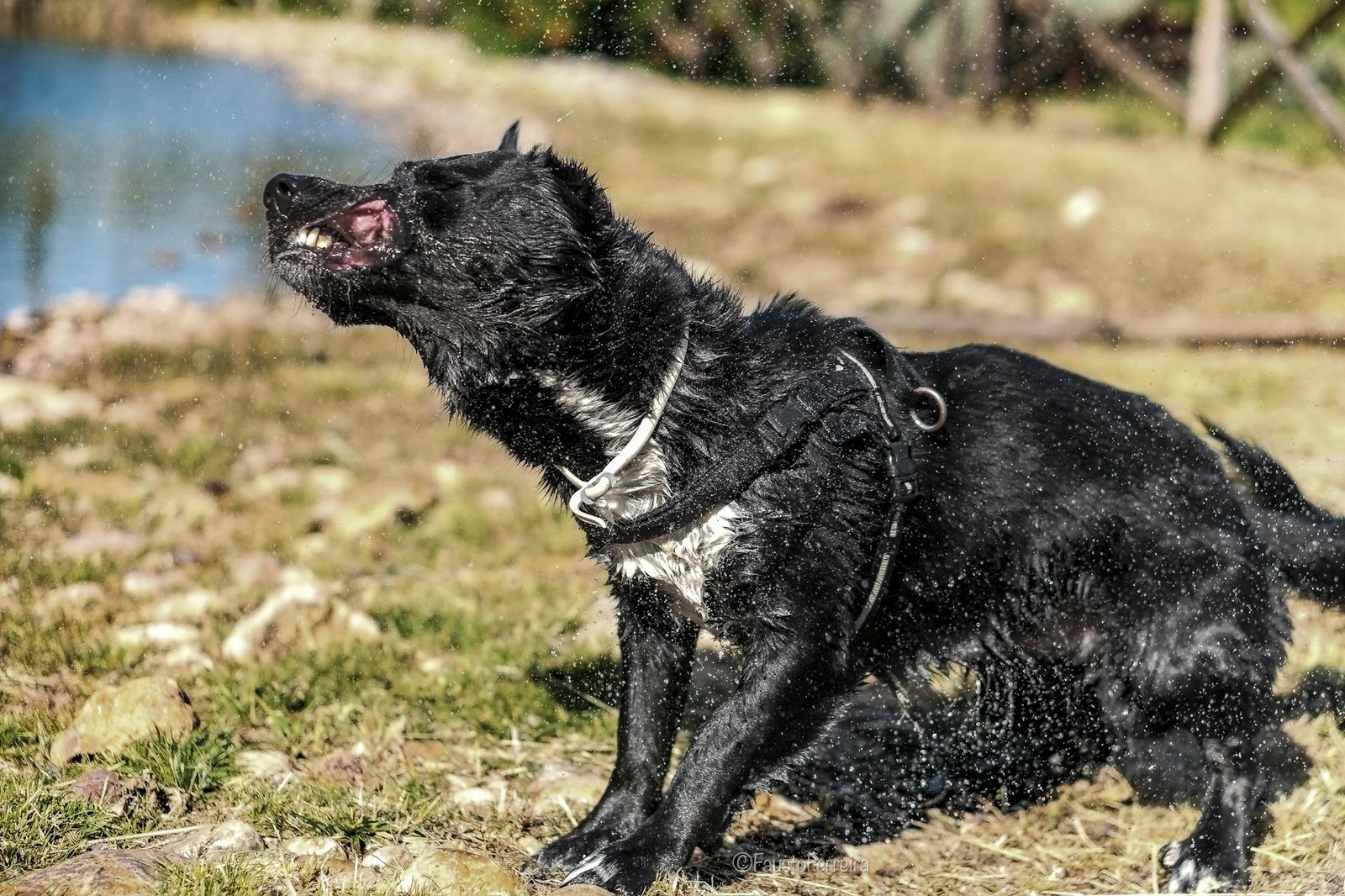 cane anziano che trema