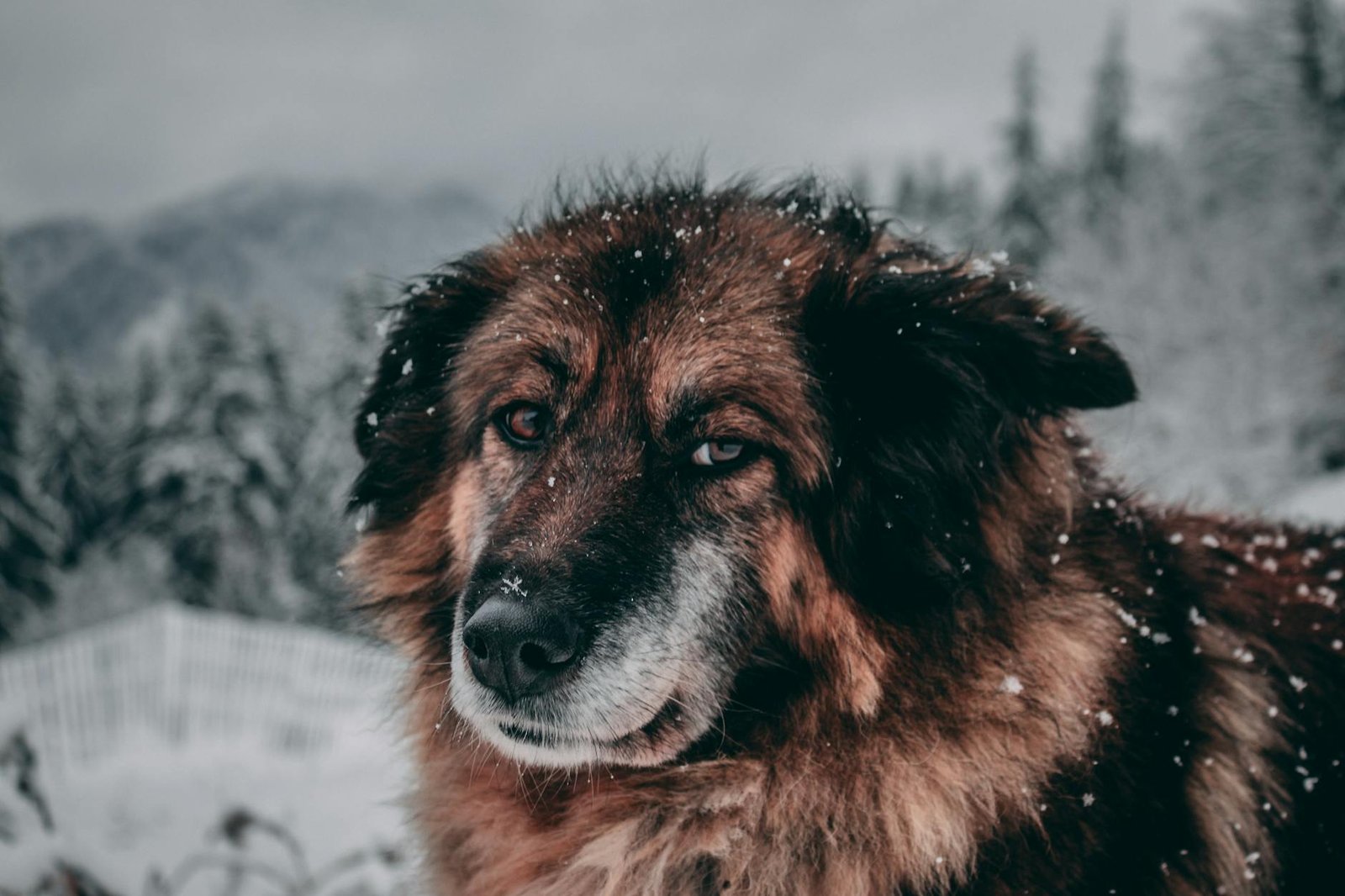 cane anziano che trema guida