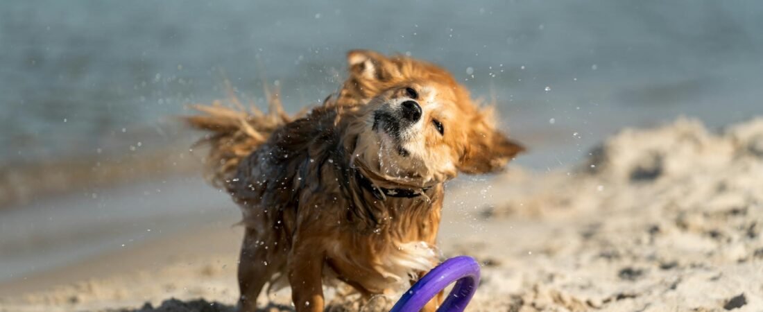 Cane anziano che trema: cause e cosa fare