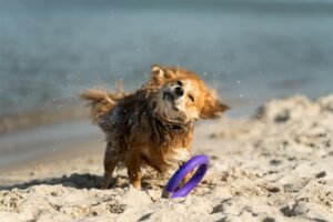 Cane anziano che trema: cause e cosa fare