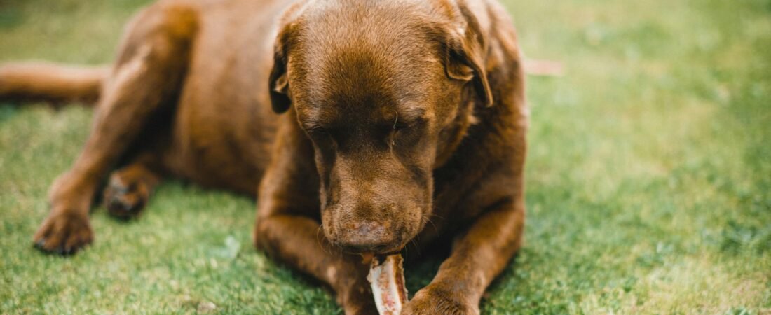 Cane anziano non mangia: cause e quando preoccuparsi