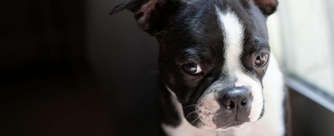 Cane che piange: cause e quando preoccuparsi davvero