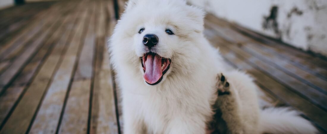Cane che si gratta: cause e quando smettere di aspettare