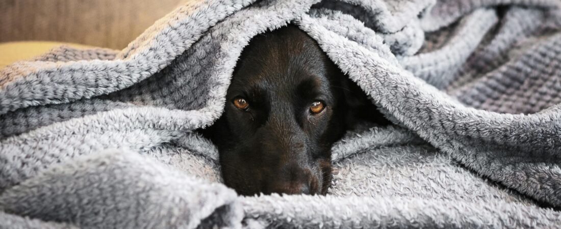 Cane che trema: cause e quando preoccuparsi