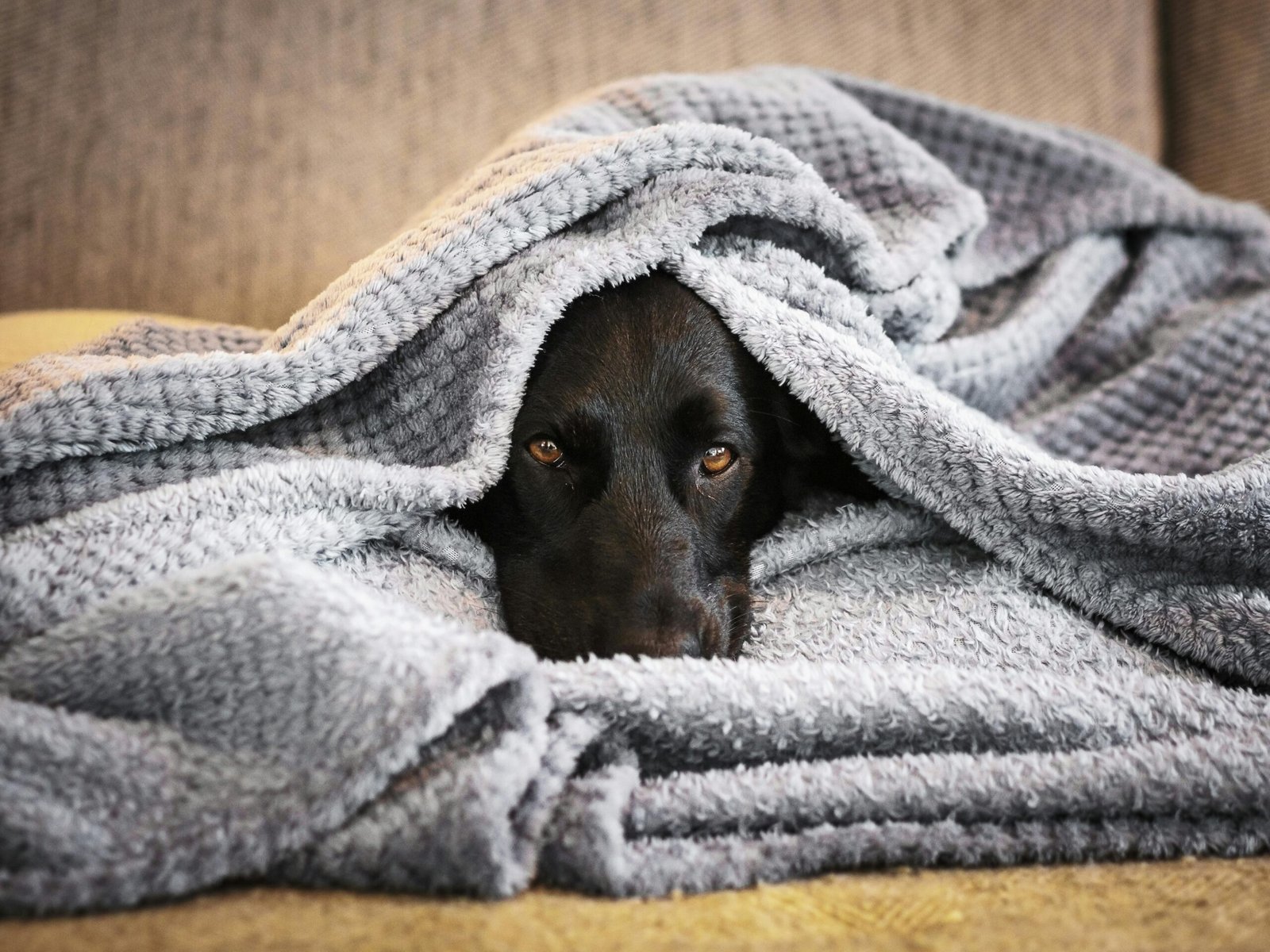 cane che trema cause principali