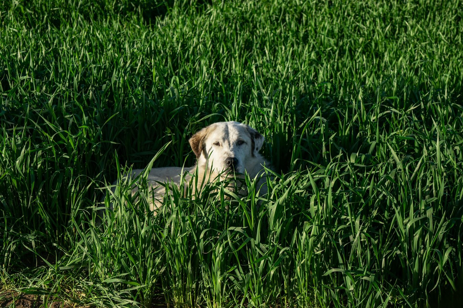 cane mangia erba guida