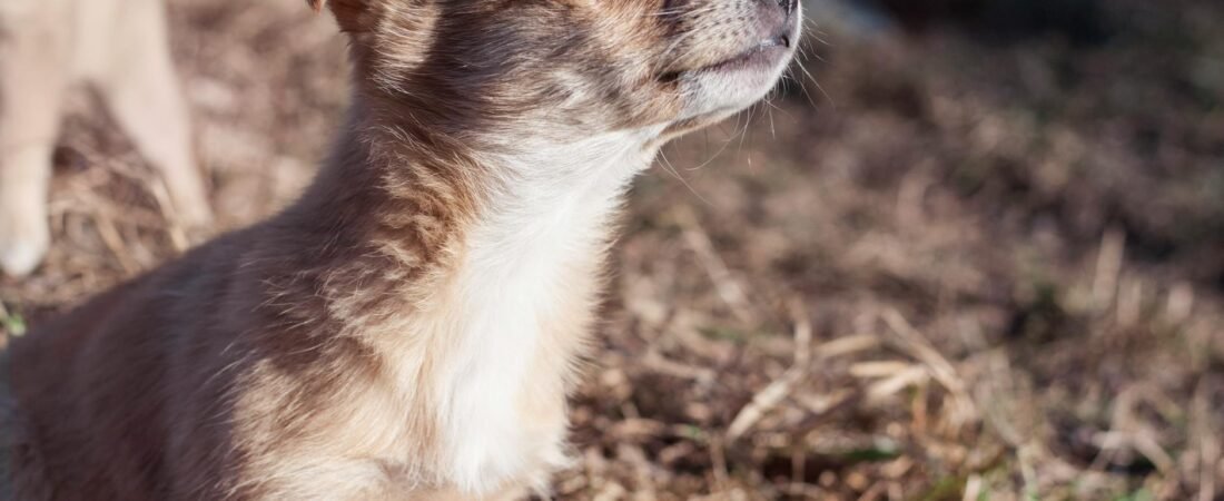 Orecchie del cane che puzzano: cause, rimedi e quando andare dal veterinario