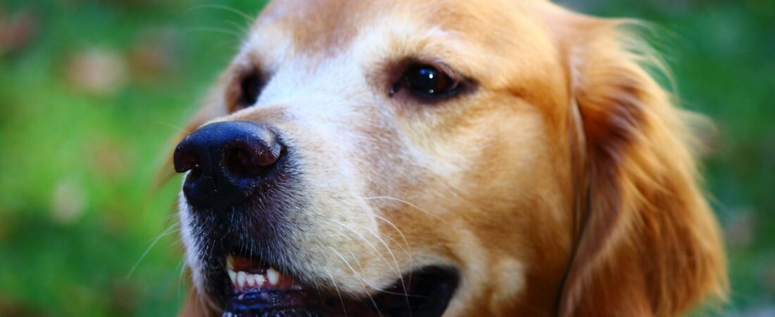 Parassiti nei Cani: Guida Completa e aggiornata 2026