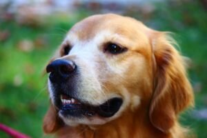 Parassiti nei Cani: Guida Completa e aggiornata 2026