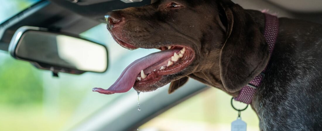 Colpo di calore nel cane: sintomi, cosa fare e come prevenirlo