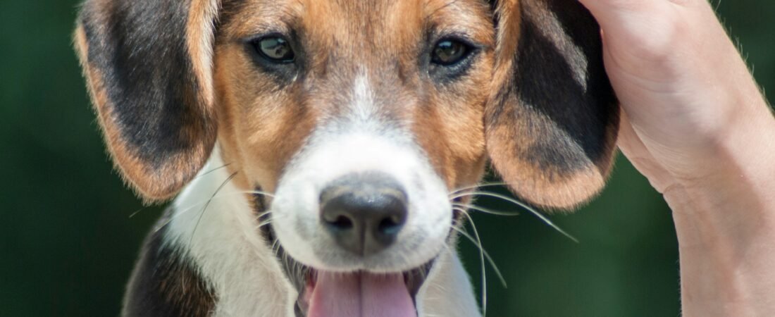 Otite nel Cane: Cause, Sintomi e Come Curarla Subito (2026)