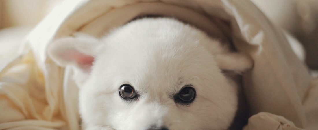 Ansia nel Cane: Segnali, Cause e Come Gestirla