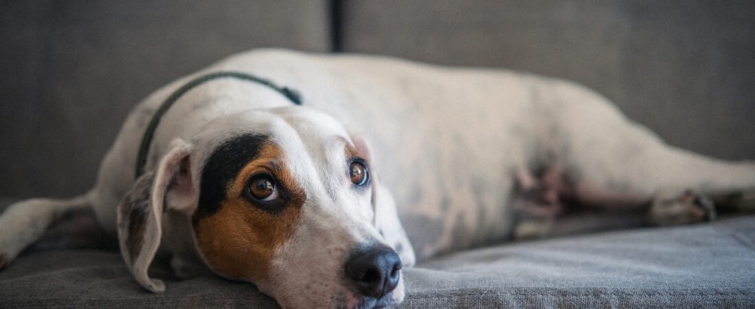 Diarrea nel Cane: Cause, Cosa Fare e Quando Preoccuparsi