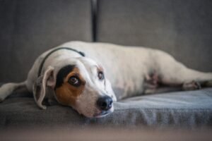 Diarrea nel Cane: Cause, Cosa Fare e Quando Preoccuparsi