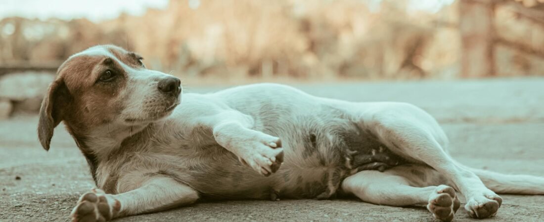Gonfiore stomaco cane: quando è torsione gastrica (GDV)