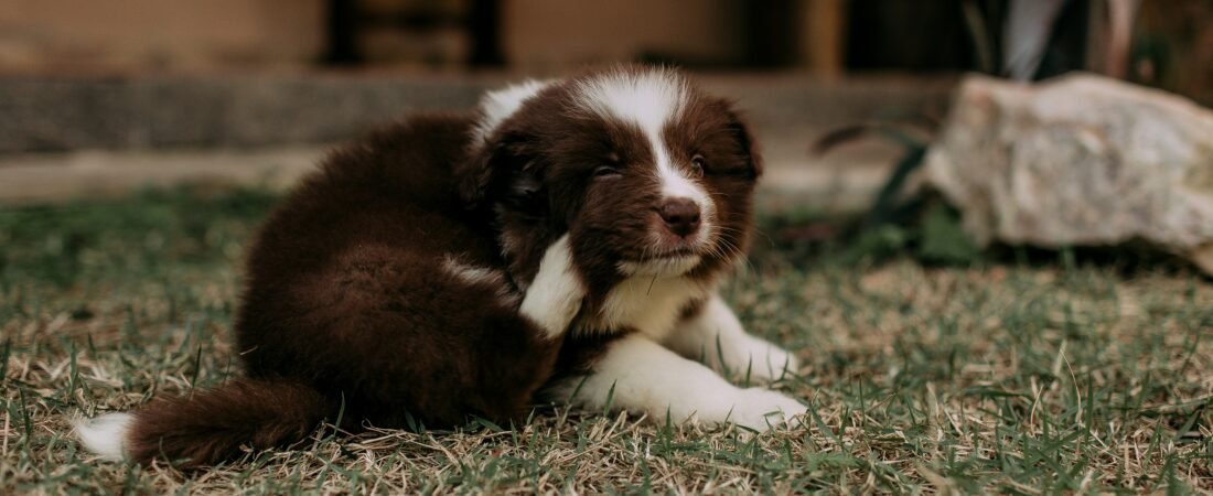 Prurito nel Cane: 5 Cause Comuni, Segnali e Rimedi Efficaci