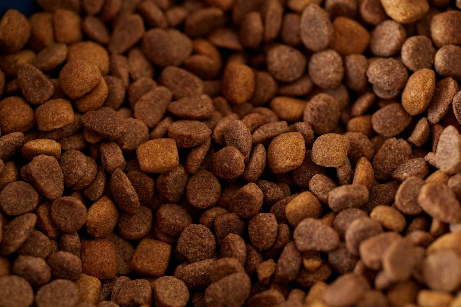 intolleranze alimentari cane