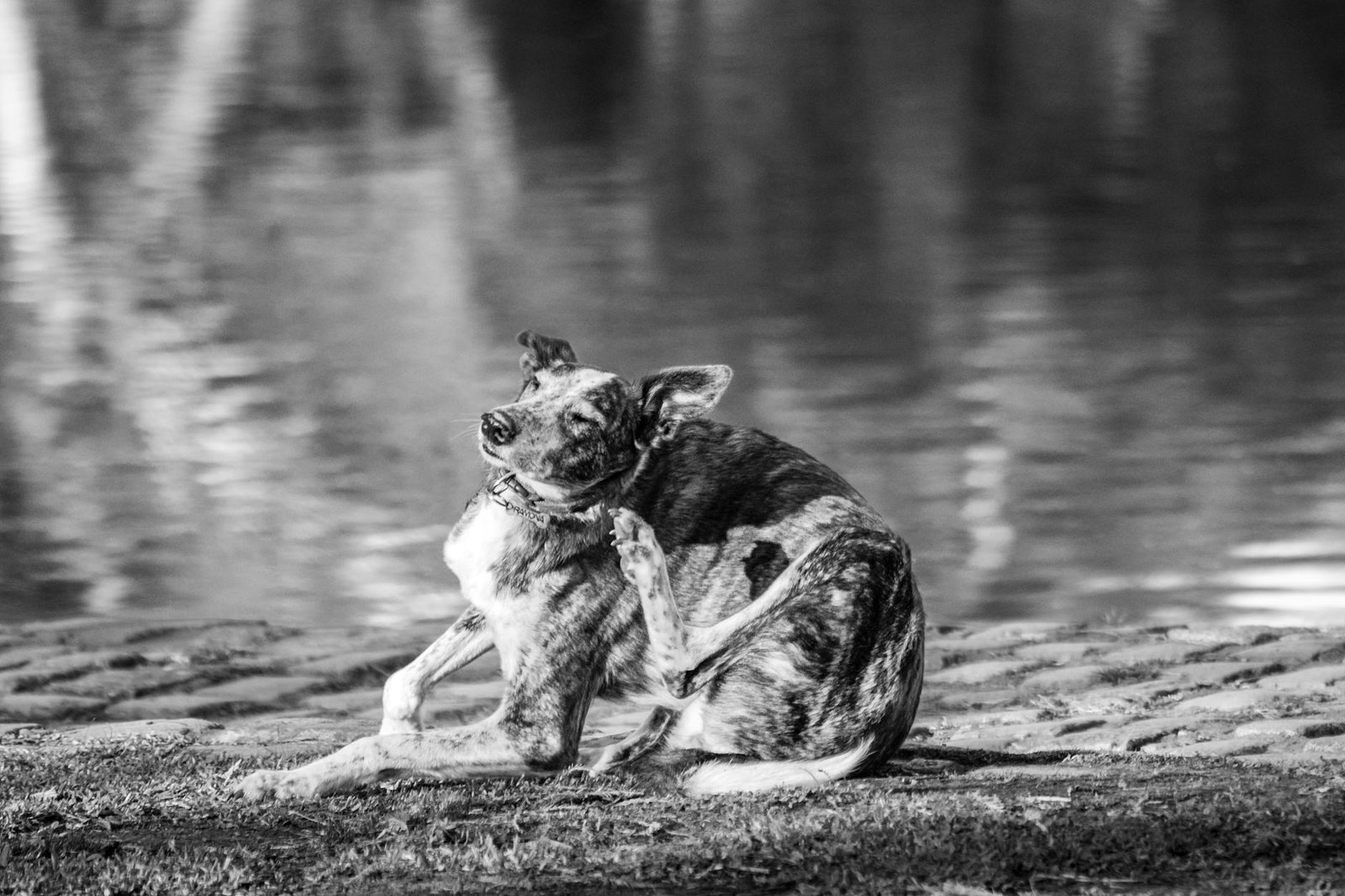 intolleranze alimentari cane guida