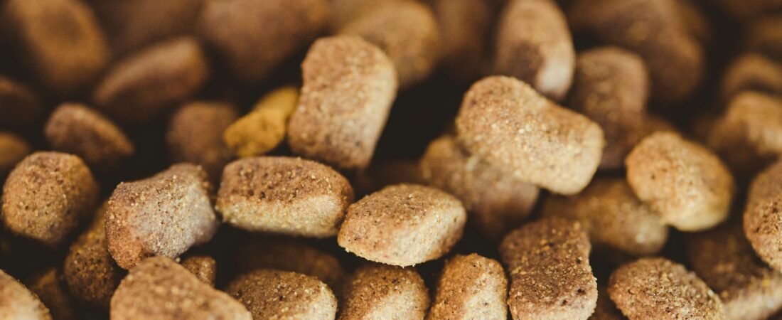 Intolleranze alimentari nel cane: sintomi, diagnosi e come gestirle