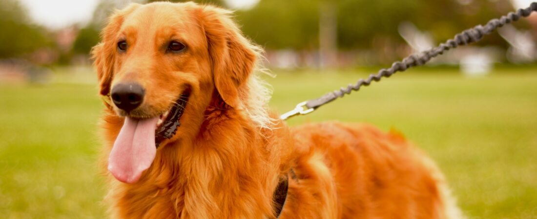 Migliori Integratori per Pelle e Pelo del Cane: Confronto Completo 2026