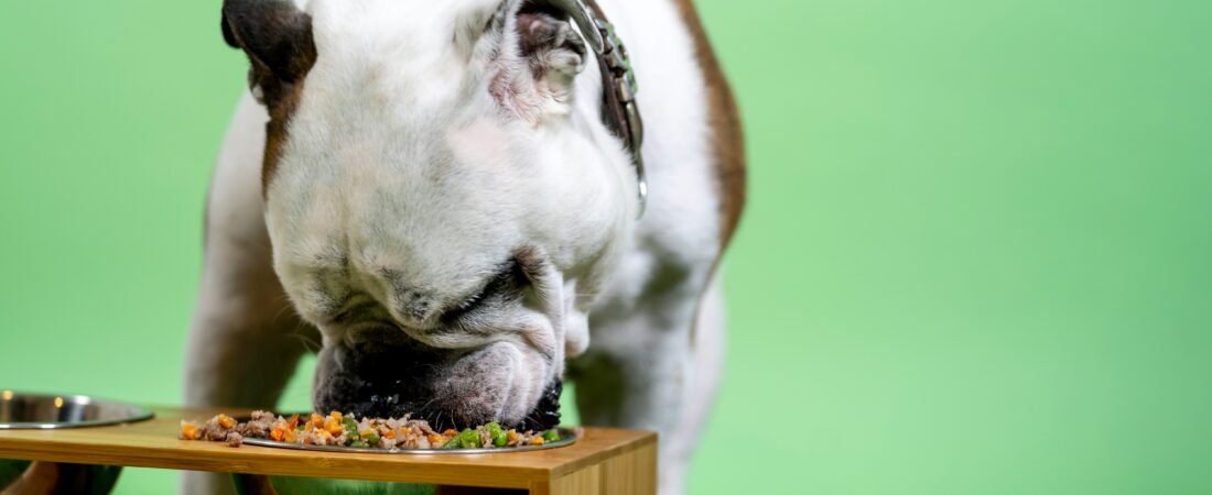 Dieta BARF Cane: Cos’e’, Come Funziona e Rischi Reali (2026)