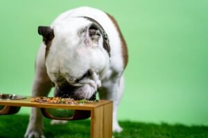 Dieta BARF Cane: Cos’e’, Come Funziona e Rischi Reali (2026)
