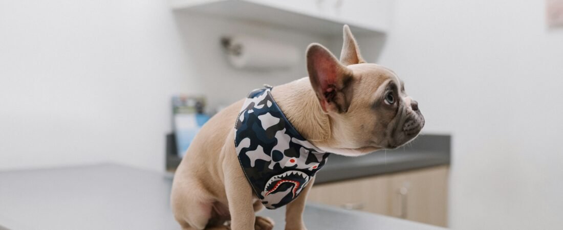 Cane vomita: 8 cause, rimedi sicuri e quando preoccuparsi (2026)