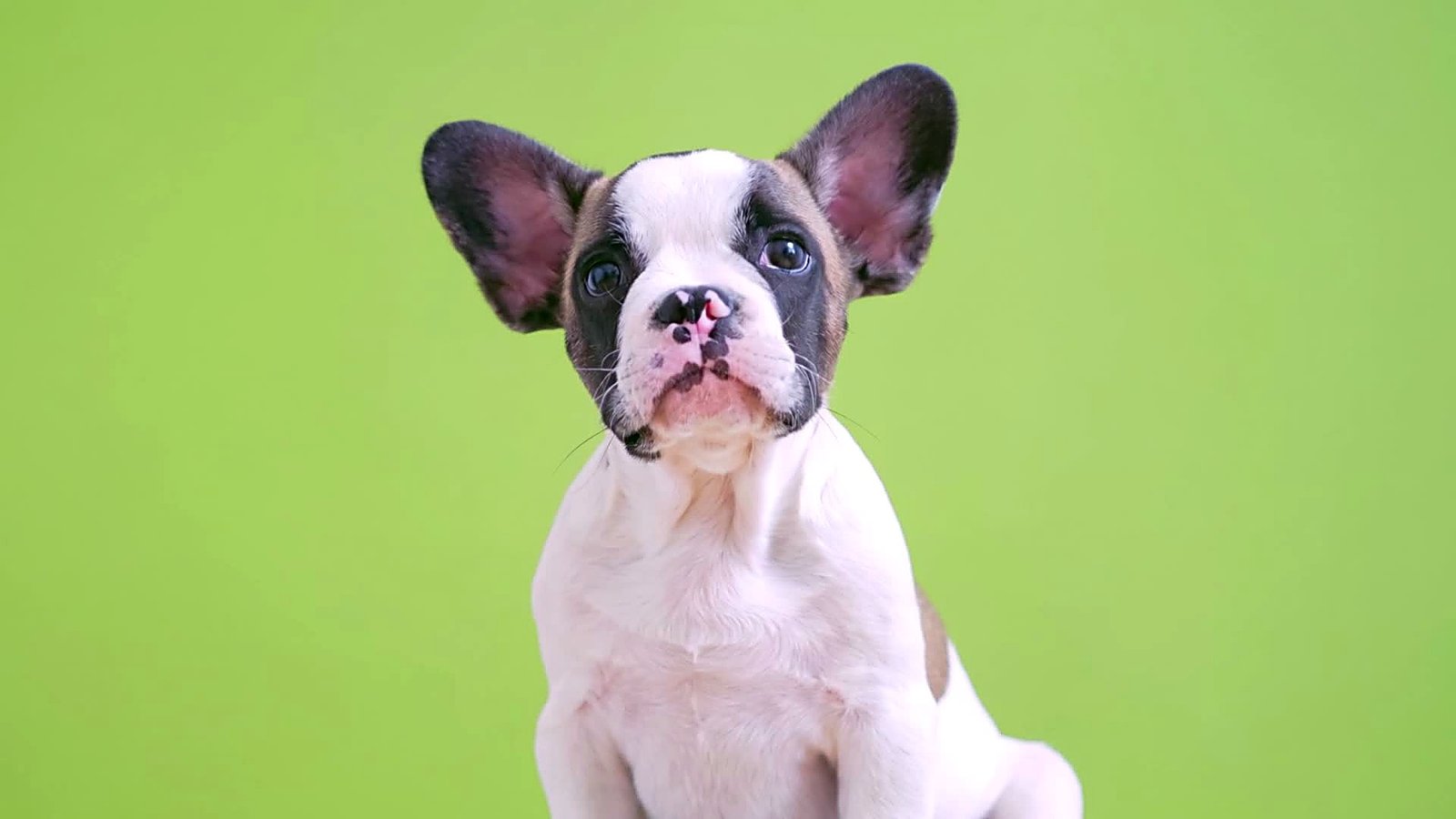 Leo - mascotte SaluteCane