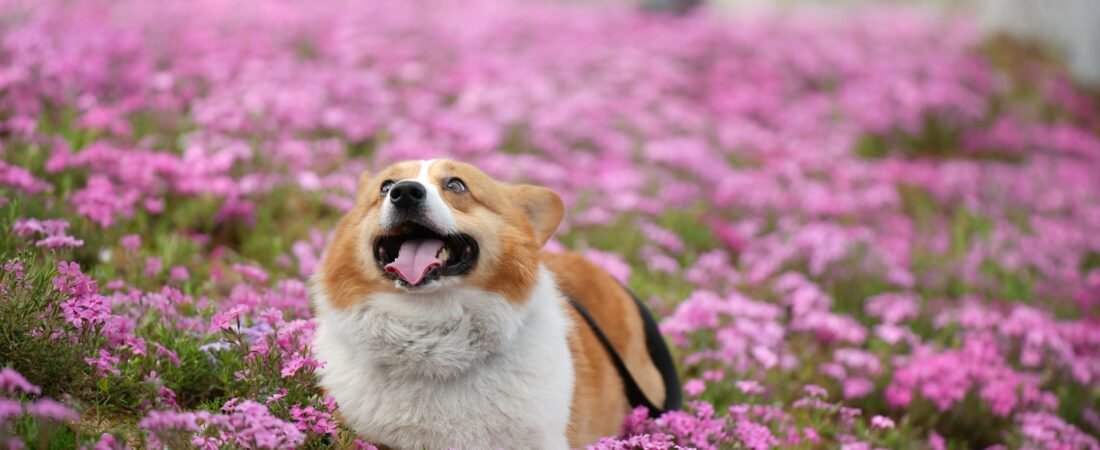 Migliori integratori per cani 2025 : guida completa