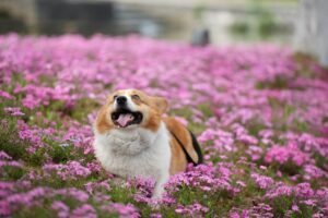 Migliori integratori per cani 2026: guida completa