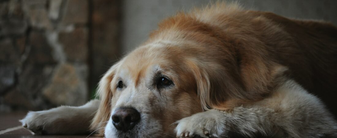 Migliori integratori per cani anziani: confronto completo 2026