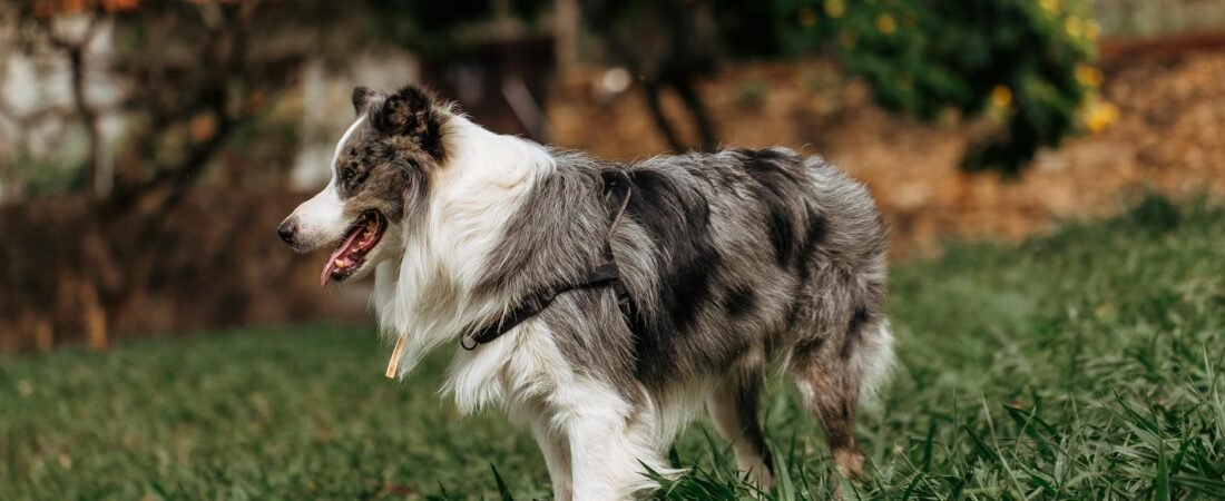 Cane mangia erba: perché lo fa e quando preoccuparsi