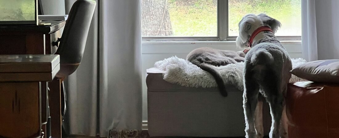 Migliori calmanti per cani: confronto 2026