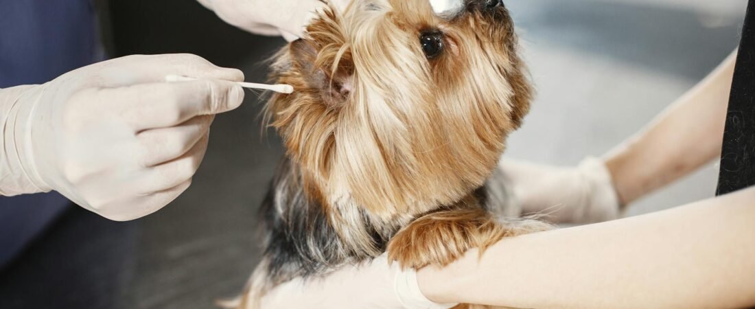 Migliori detergenti per orecchie di cani 2026: classifica e guida alla scelta